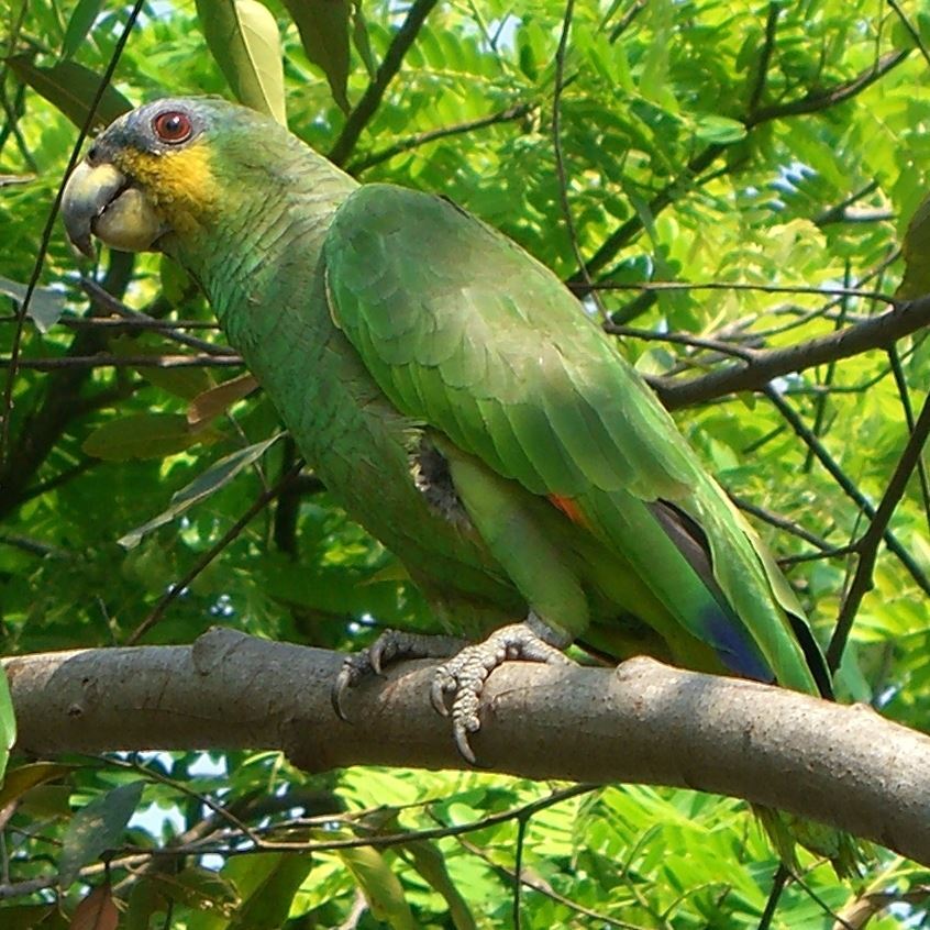 Amazon Parrot